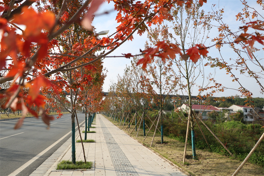 綠化養(yǎng)護(hù)-新安康大道（紅楓大道）